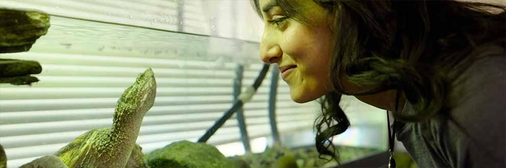 学生在看鱼缸里的乌龟